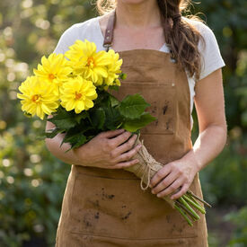 Yellow Shades Figaro, Dahlia Seeds